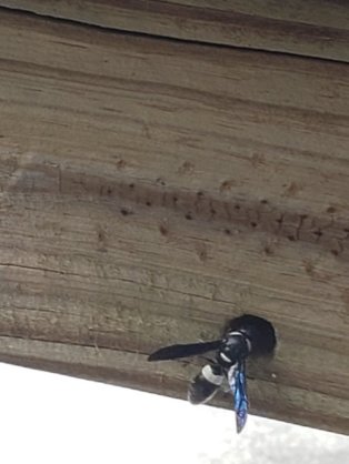 6 minute challenge WASP 29Sept