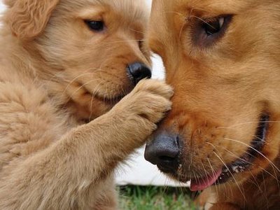 cute+animal+happy+life+(10).jpg (400×300)